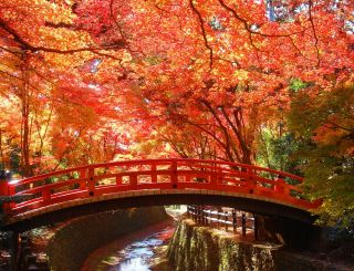 北野天満宮　もみじと鶯橋（イメージ）