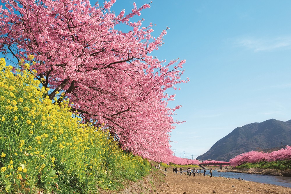 河津桜　写真提供：静岡県観光協会