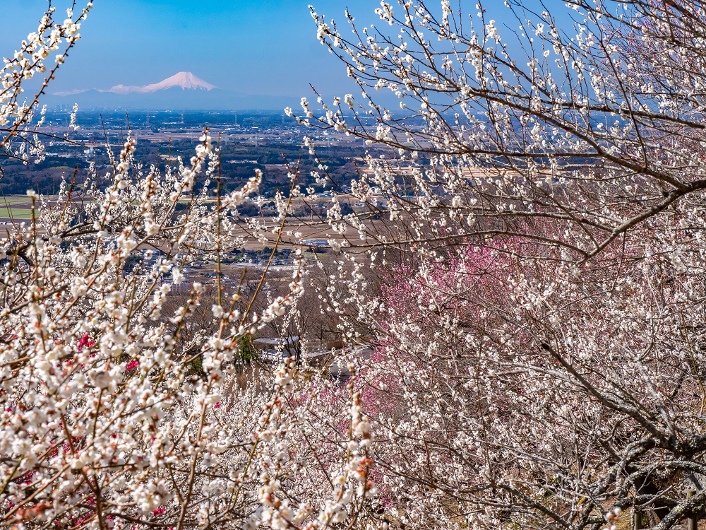 筑波山梅林と富士山(イメージ)　画像提供： Photonchu  PIXTA