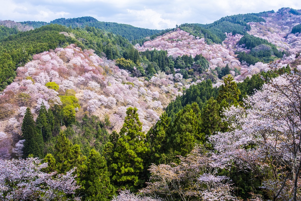 吉野山の桜（イメージ）　画像提供：PIXTA