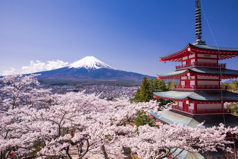 新倉山浅間公園の桜（イメージ）　画像提供：PIXTA